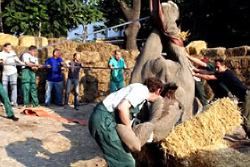Слона из Одесского зоопарка прооперировали 