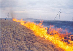Из-за жары в Украине участились пожары 