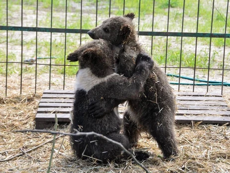 Работники приюта на Львовщине: Медведи-переселенцы с нашими не ссорятся – живут мирно