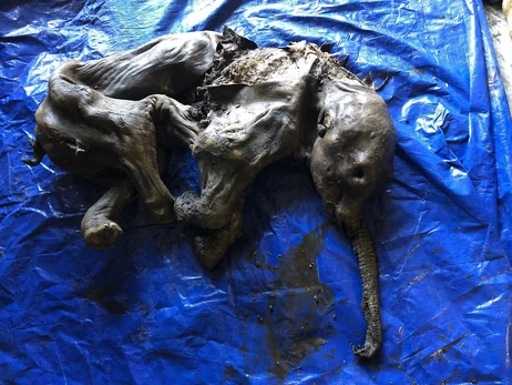 В Канаде обнаружили уникальную мумию мамонта: сохранилась даже шерсть