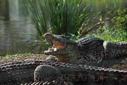 Крокодилы загрызли подвыпившего мексиканца 