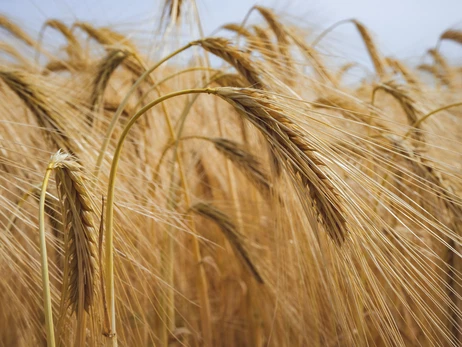 З початку війни Україні вдалося експортувати лише 5,2 млн тонн зерна