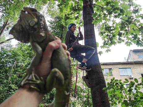В Киеве добровольцы сняли с дерева игуану, которая сбежала от хозяйки