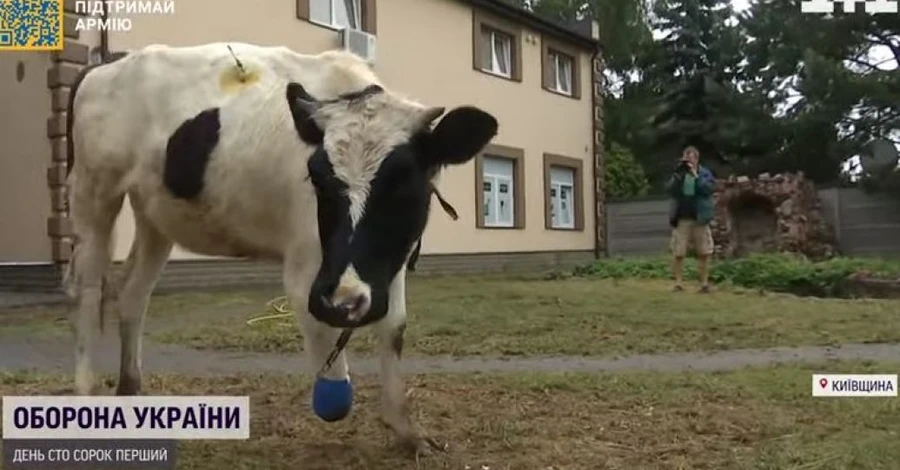 В Киеве выходили теленка с оторванным копытом, теперь его ждет протезирование
