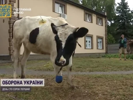 У Києві виходили теля з відірваним копитом, тепер на нього чекає протезування