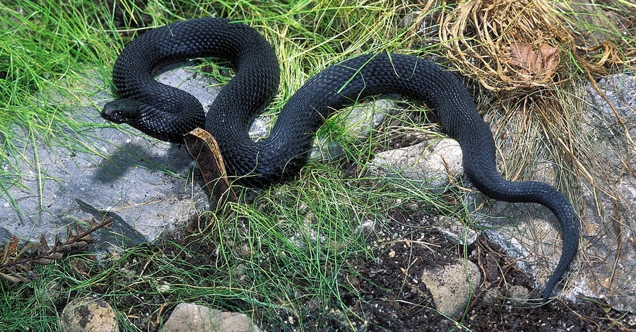 Літні небезпеки: другий пік зміїної активності