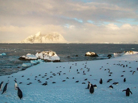 На українську полярну станцію з приходом весни повернулися пінгвіни