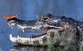 Священный крокодил съел паломника 