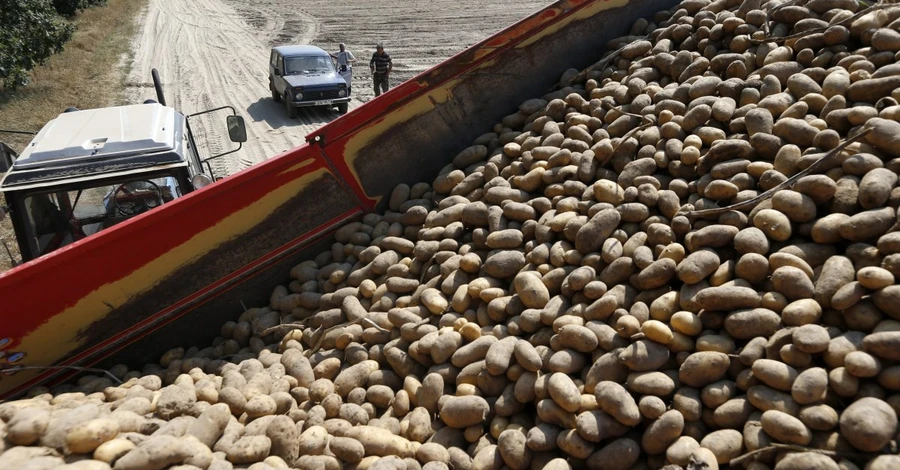 Прогноз аграріїв: рекордний врожай картоплі і зниження ціни на гречку