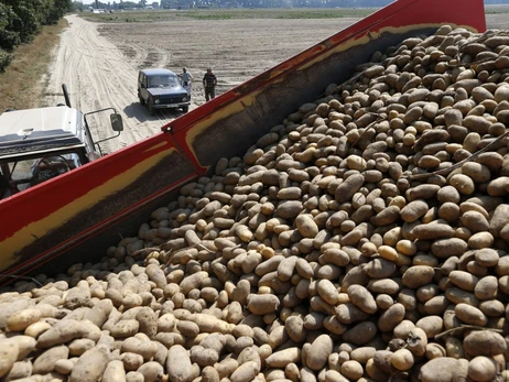 Прогноз аграриев: рекордный урожай картофеля и понижение цены на гречку