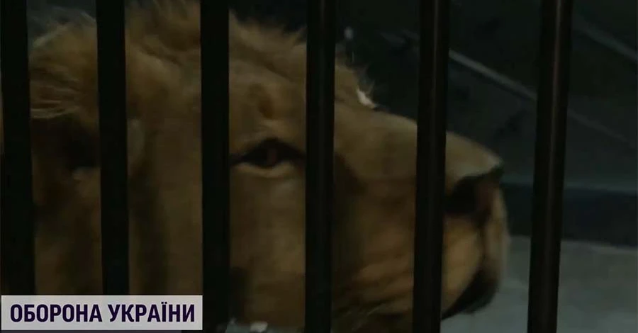 Харьковских и донецких львов доставили в Испанию, но животные до сих пор в стрессе
