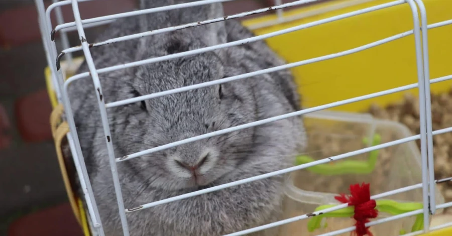 ДСНС розшукує власників кролика, якого врятували зі зруйнованого у Вишгороді будинку
