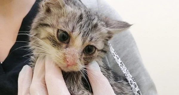 В Киеве спасли котенка, застрявшего мордочкой на мусорнике