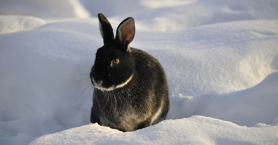 Чадолюбие и глаза «на затылке»: интересные факты о кроликах - символе 2023 года