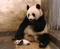 Впервые за 20 лет в зоопарке родилась панда 
