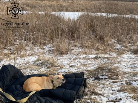 У Київській області пес не дочекався господаря, який вийшов на нестійку кригу