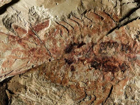 В Китае нашли новый вид креветки возрастом 518 миллионов лет