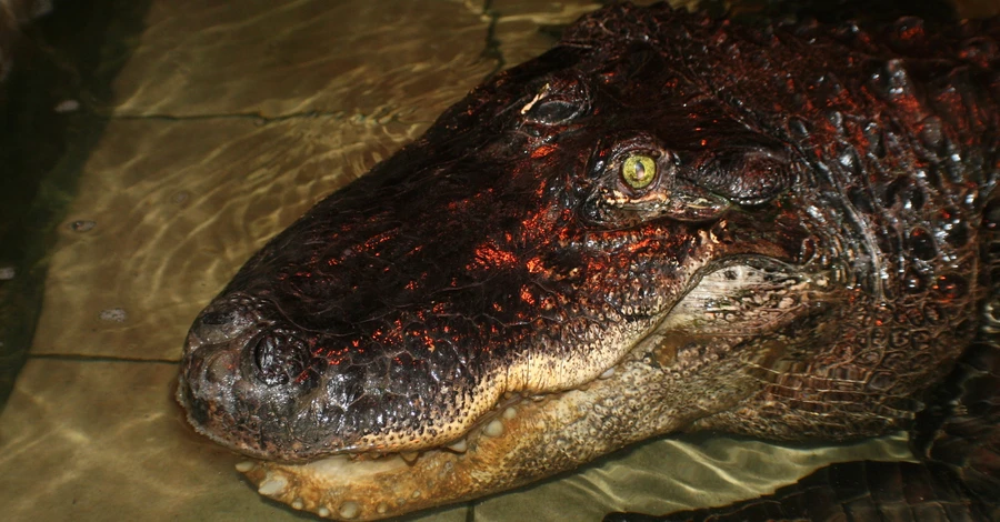 У Миколаївському зоопарку помер найстаріший в Україні крокодил