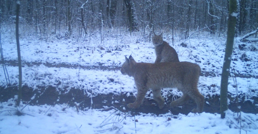 Возвращение медведя и влюбленные рыси: как фауна Чернобыля пережила этот год
