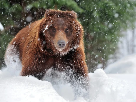 В парке Синевир из-за теплой зимы большинство медведей не впали в спячку