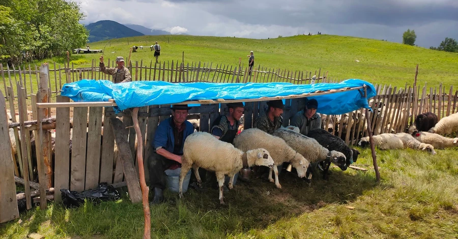 Гуцульские овцеводы: Настоящая брынза – без запаха и привкуса, вас кормят испорченной