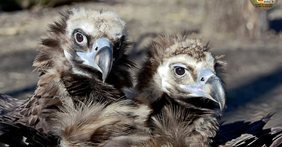 В Киевском зоопарке семейный бум: 19 новых пар, среди них спасенные от войны животные