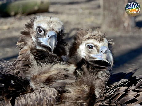 У Київському зоопарку сімейний бум: 19 нових пар, серед них врятовані від війни тварини