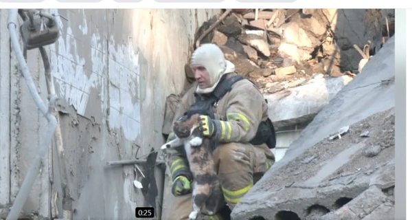 В Запорожье из-под завалов разрушенного дома спасли трех котов