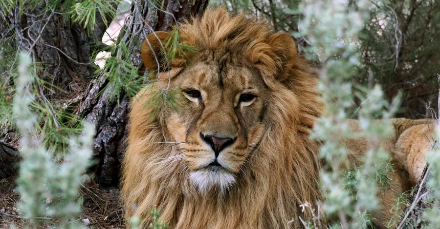 Історія врятованого з-під обстрілу лева Брецеля: перші кроки на волі в Іспанії