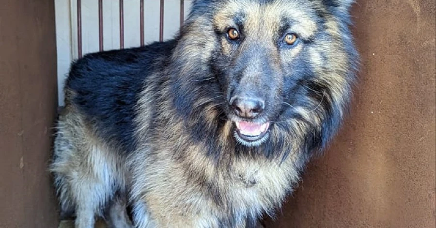 Зоозащитники рассказали о состоянии собак, оставшихся без хозяев после удара по Львовщине