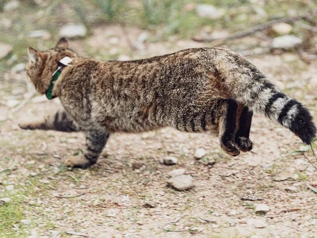 На Корсиці вчені знайшли новий вид котів - місцеві називають їх «лисицями»