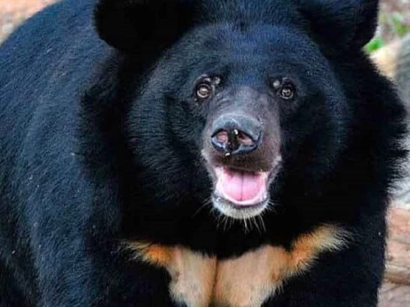 До Німеччини відправили двох гімалайських ведмедиць із зоопарку в Вінниці