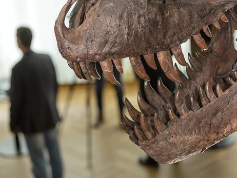 В Швейцарии впервые выставят на аукцион скелет тираннозавра