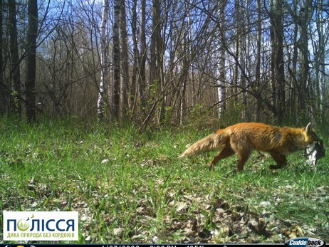  В Чернобыльском заповеднике в фотоловушку попала лисица, поймавшая добычу