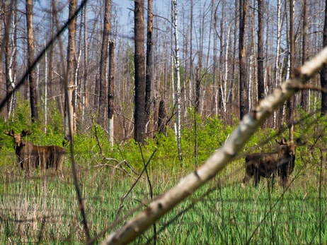 В Чернобыльском заповеднике сфотографировали уникальных лосей-близнецов 