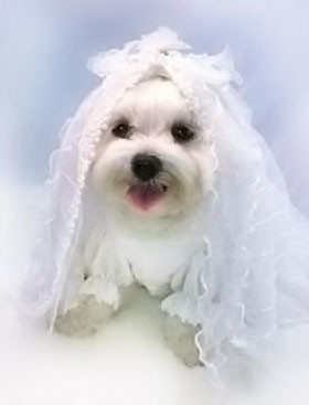 В Нью-Дели массово поженили собак 