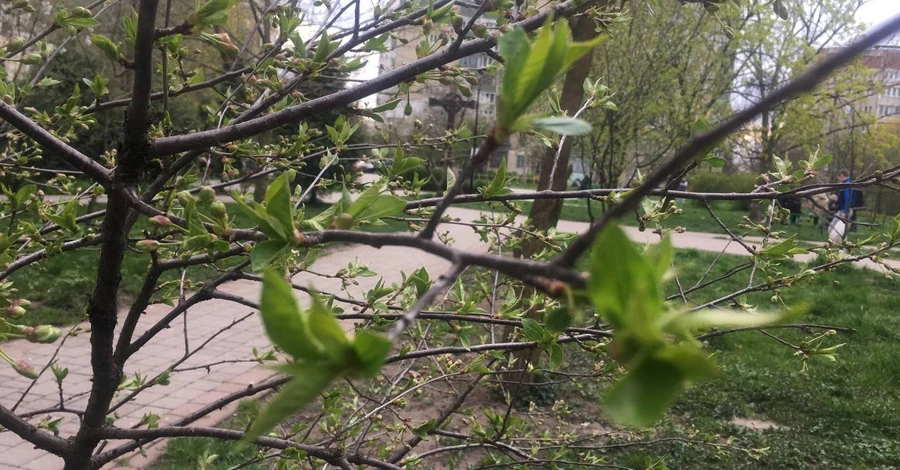 Погода в Україні 24 квітня: короткочасні дощі та грози