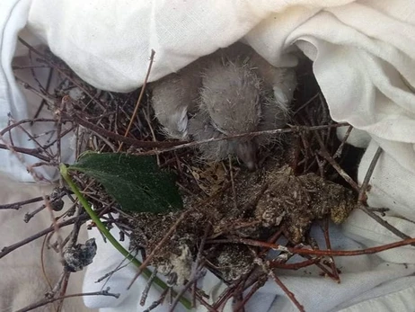 Зоозащитники спасли птенца горлицы после ночного обстрела Запорожья