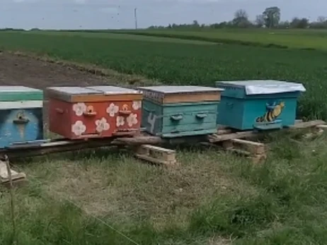 Зоозахисники евакуювали бджіл з прифронтового Торецька