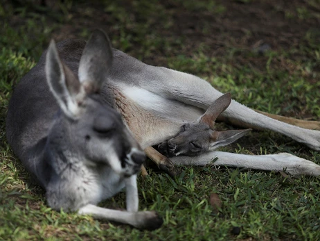 В Австралії можуть почати відстрілювати кенгуру: надвелика популяція