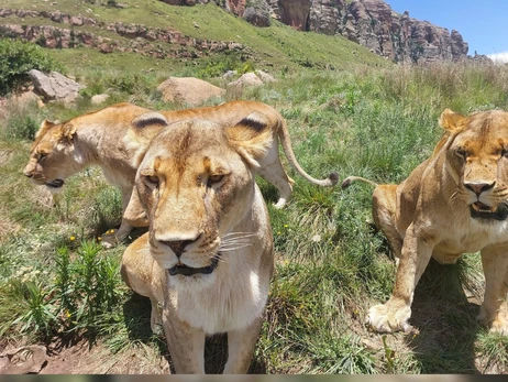 Зоозахисники показали як живуть в Африці, США та Європі дикі тварини, врятовані із приватних звіринців