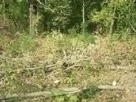Деревья на Жуковом острове в Киеве вырубают [ФОТО] 