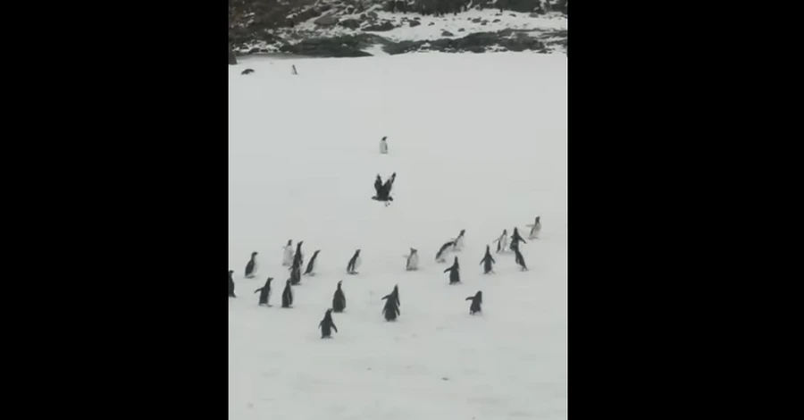 Полярники показали, як пінгвіни виганяють хижака, який полює на їхнє потомство