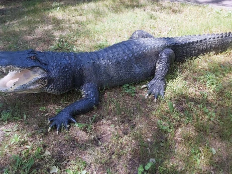 В Николаевском зоопарке выставили чучело крокодила-долгожителя Васи