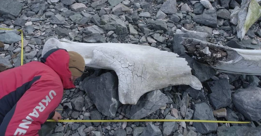 Украинские полярники исследуют скелет гигантского синего кита