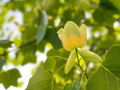 В Мукачево расцвели тюльпановые деревья