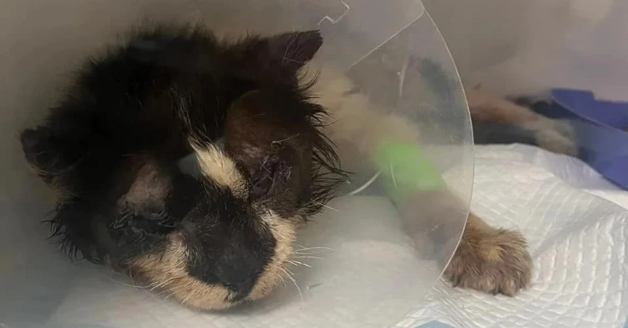 Волонтеры эвакуировали кота с иммунодефицитом из-под обстрелов из Орехова