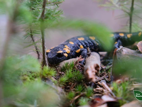У горах Буковини сфотографували рідкісну саламандру