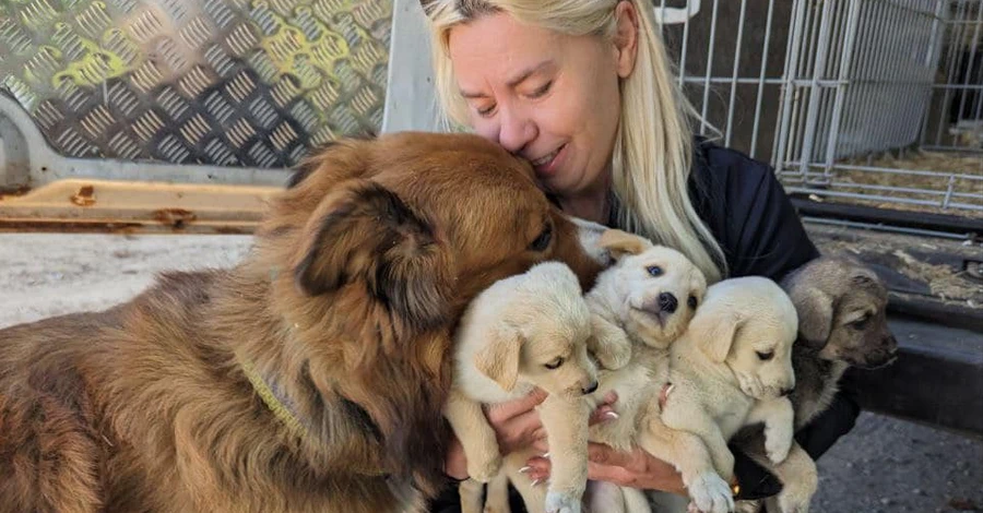 Пес волонтеров, эвакуировавших из Донбасса животных, спас четырех щенков
