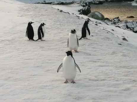 Науковці занепокоєні надто швидким таненням льоду в Антарктиді